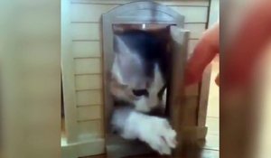 Un chat s'amuse dans une maison de poupée !