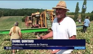 Tarn-et-Garonne : les producteurs de melons vendent à perte