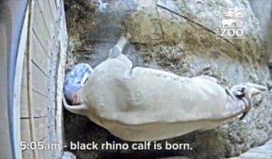 Découvrez les images de la naissance de Kendi, un très rare rhinocéros noir dans le zoo de Cincinnati - VIDÉO