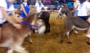 Madeleine 2017 : du basket à dos d'ânes dans les arènes