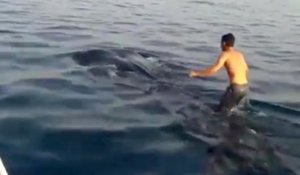 Un jeune saute sur un requin-baleine