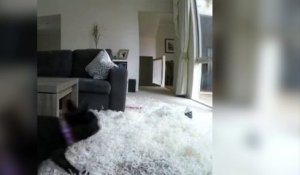 Voilà ce qui se passe lorsque cet homme laisse son chien 5 min seul !