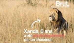 Le lion Xanda tué par des chasseurs, 2 ans après son père Cecil