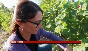 Roussillon : des vendanges en avance