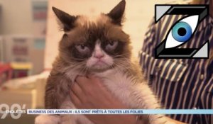 [Zap Télé] Grumpy Cat : le chat qui pèse 80 millions de dollars ! (27/07/17)