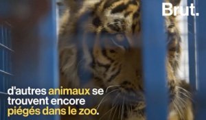 Les animaux abandonnés du zoo d'Alep évacués vers la Turquie