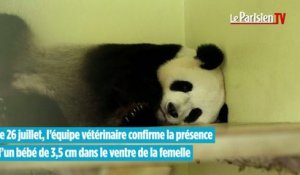 Un bébé panda au Zoo de Beauval