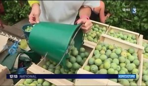 Agriculture : 2017, un bon millésime pour la prune