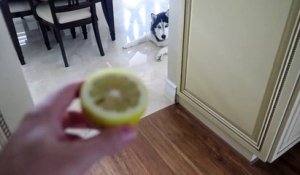 Ce husky n'aime pas trop le citron !