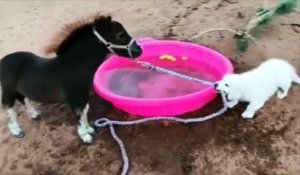 Ce chiot veut absolument que ce mini poney se baigne !