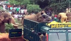 Un éléphant en aide un autre à monter dans un camion en Inde !