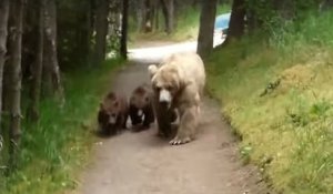 Un randonneur fait face à une maman grizzly et ses deux petits