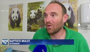 Plus que quelques heures avant l'accouchement du panda Huan Huan au zoo de Beauval