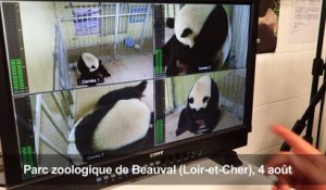 Naissance de deux bébés pandas en France, l'un d'eux est mort