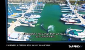 Los Angeles : une baleine se balade dans le port (Vidéo)