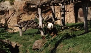 Réactions au zoo de Beauval après la naissance du bébé panda