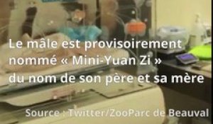 Retour sur la naissance de « Mini Yuan Zi », le bébé panda du Zoo de Beauval