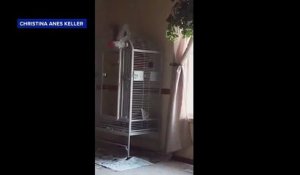 Insolite : un perroquet témoigne à un procès et fait condamner un meurtrier ! (vidéos) 1