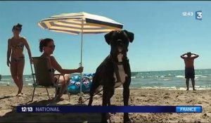 Les chiens à la plage : la galère des propriétaires