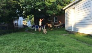 Un chien attrape un frisbee (Fail)