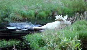 Suède : un élan entièrement blanc filmé en pleine baignade