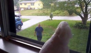Un cacatoès très excité de voir son maitre dans la fenêtre lorsqu'il rentre à la maison !