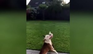 Deux chiens s'amusent avec un ballon !