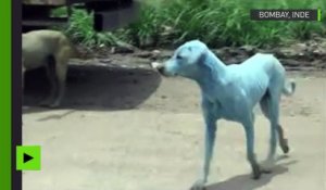 Inde : des chiens errants deviennent bleus à cause d'eaux contaminées à Bombay