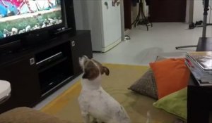 Ce chien est vraiment fan du tube de l'été : Despacito
