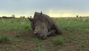 Afrique du Sud: un éleveur veut vendre de la corne de rhinocéros
