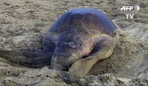 Des milliers de tortues de mer pondent sur les plages du Mexique