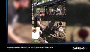 André-Pierre Gignac face à un tigre qui porte son nom  (Vidéo)