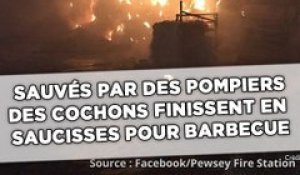 Sauvés par des pompiers, des cochons finissent en saucisses sur leur barbecue