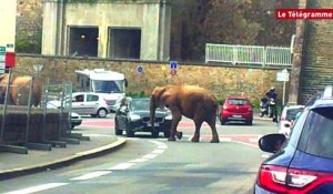 Brest. Des éléphants en goguette sur le port de commerce