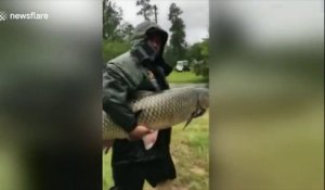 Sauvetage d'une énorme carpe prisonnière des inondations de l'ouragan Harvey à Houston !