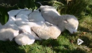 Voici 4 bébés lions blancs : magnifique et adorable