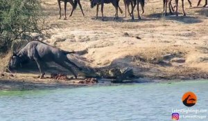 Un hippopotame aide un gnou attaqué par un crocodile