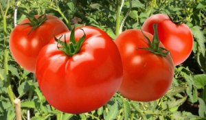 Anny Versini, Jean-Marc Versini - J'aurai des tomates (Clip officiel)
