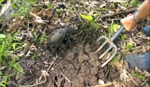 Ce jardinier aide un jeune merle à attraper des vers de terre. Duo de choc