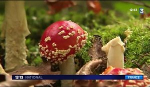 Santé : une formation pour savoir cueillir sans risque les bons champignons