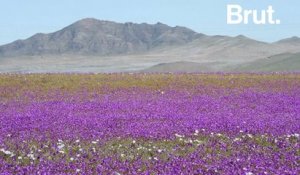 Quand le désert d'Atacama devient le "désert fleuri"