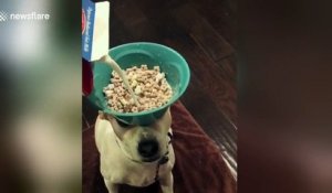 Ce chien tient un bol de céréales en équilibre sur sa tête !! Pratique pour le petit déjeuner !