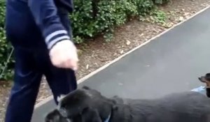Une chienne apprend à son bébé à marcher en laisse !