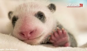 Un mois dans la vie du premier bébé panda né en France
