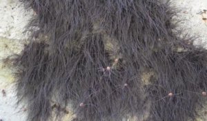Ce ne sont pas des cheveux mais des milliers d'araignées Faucheurs au Mexique