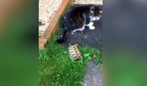 Une tortue s'en prend à un chat !