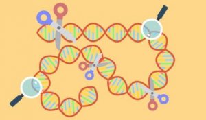 Crispr Cas9, une méthode révolutionnaire pour faire évoluer la génétique