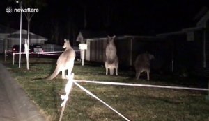 Des kangourous nous prouvent qu'ils sont d'excellents boxeurs