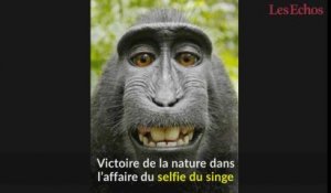 Victoire de la nature dans l’affaire du selfie du singe