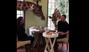 Un couple prend son petit déjeuner entouré de deux girafes